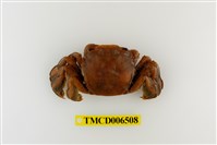 藏品(字紋弓蟹)的圖片